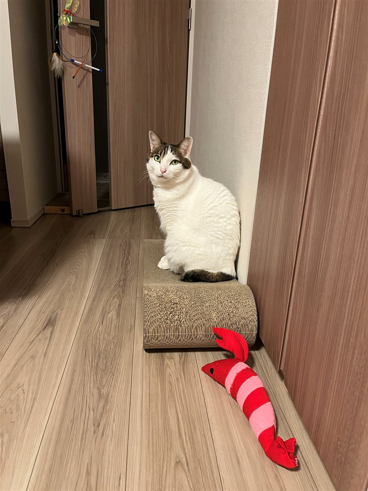 くつろぐツナオ